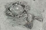 Two Crinoid (Platycrinites) Fossils - Crawfordsville, Indiana #125898-3